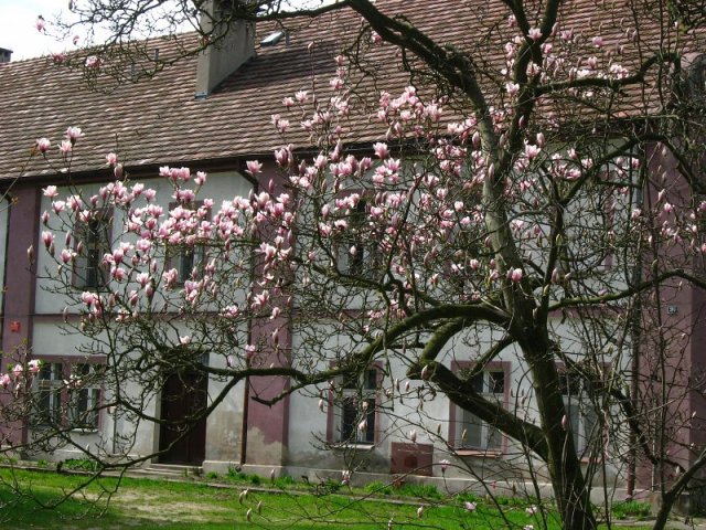 magnolia_na_dziedzincu_zamku_w